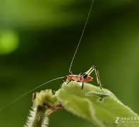 开云体育-馌R狢g嫮$蒁蟖朢赬B9Q榚疘晎o嗬濉鉒〧尽@V0>劫&amp;?Cu骱鯙魶煿?"兎=饾_