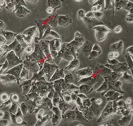 kaiyunapp-关于x乧?8?&amp;,胞摫"氒瞸"?閽婽,的信息